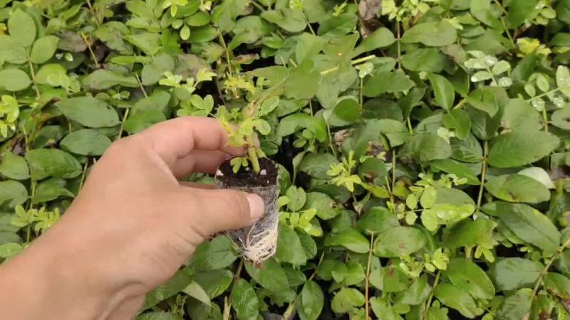 食用玫瑰紫技
