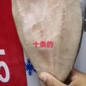 巴沙鱼