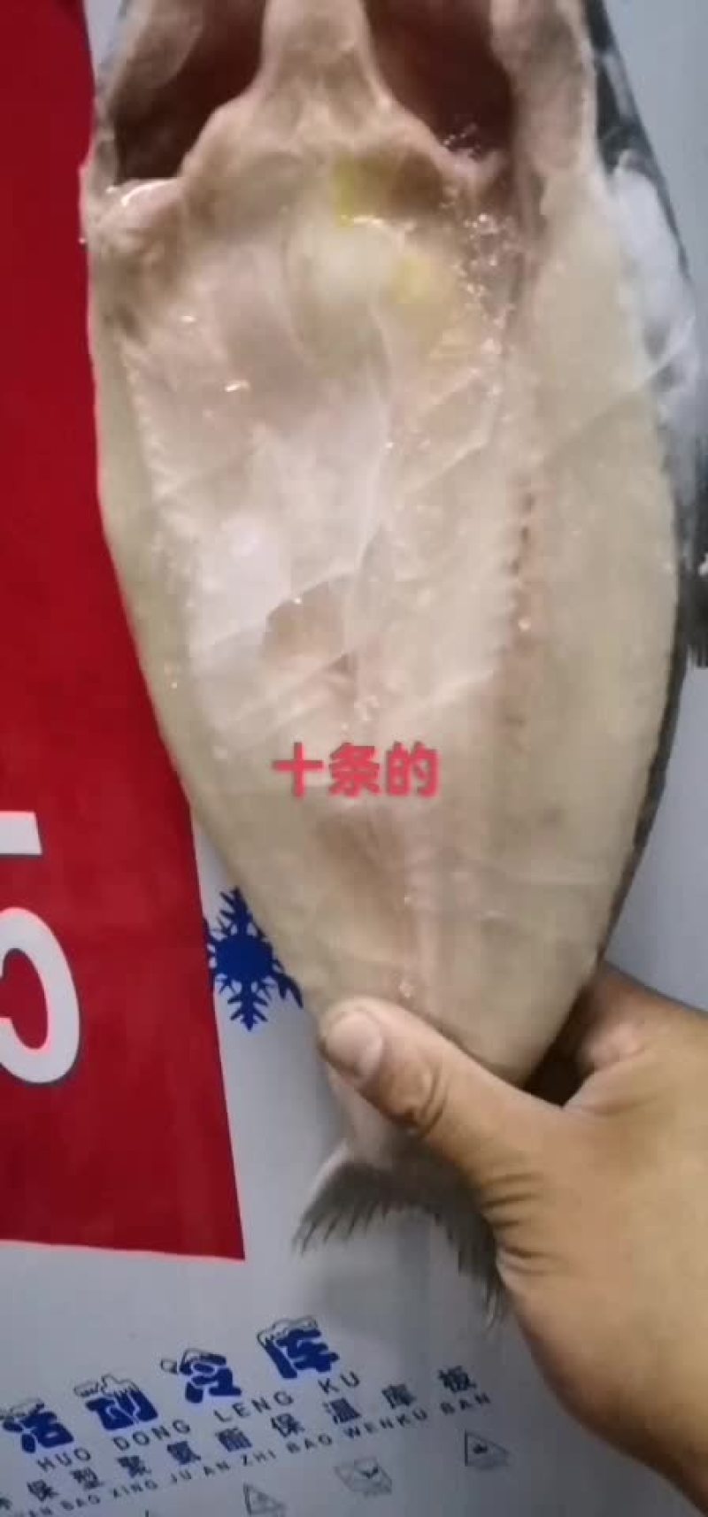 巴沙鱼