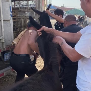德州肉驴