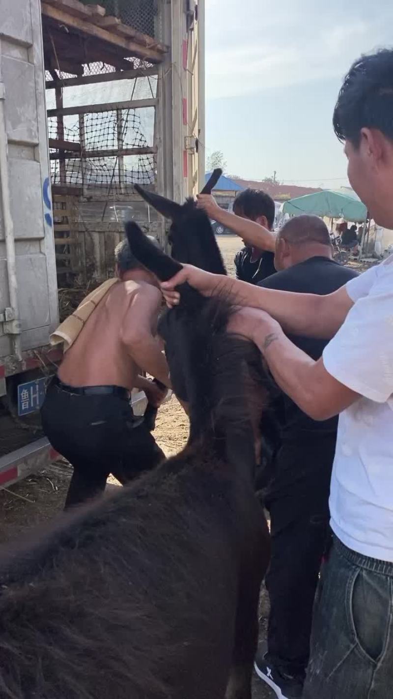 德州肉驴