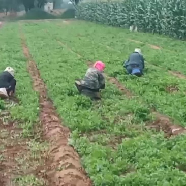 香菜