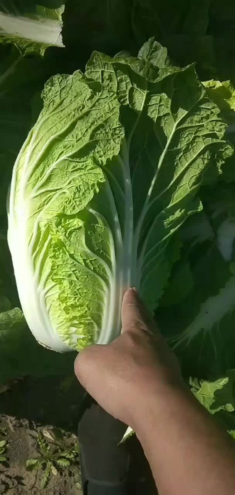 双城市黄心大白菜上市了