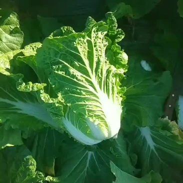 双城市黄心大白菜上市了