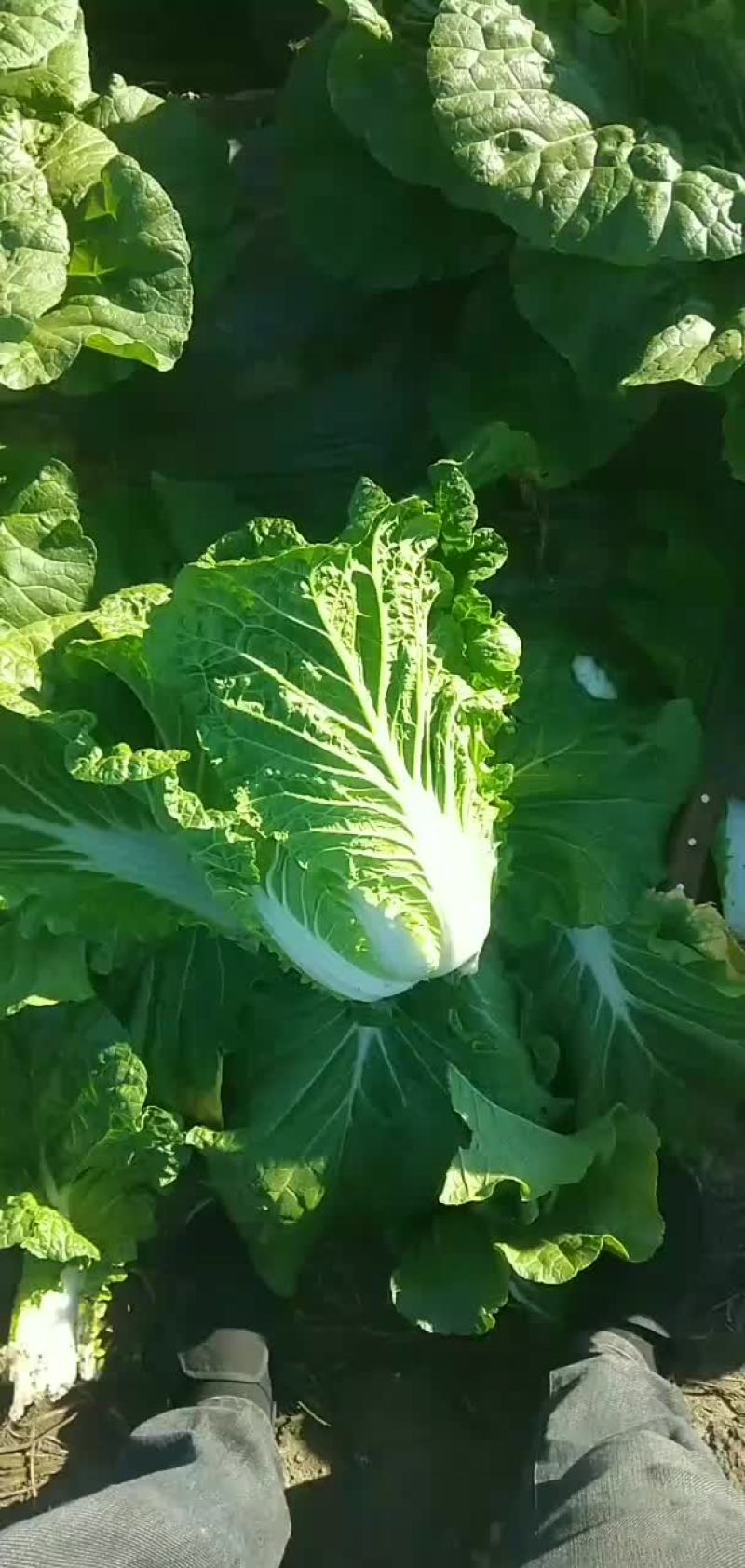 双城市黄心大白菜上市了