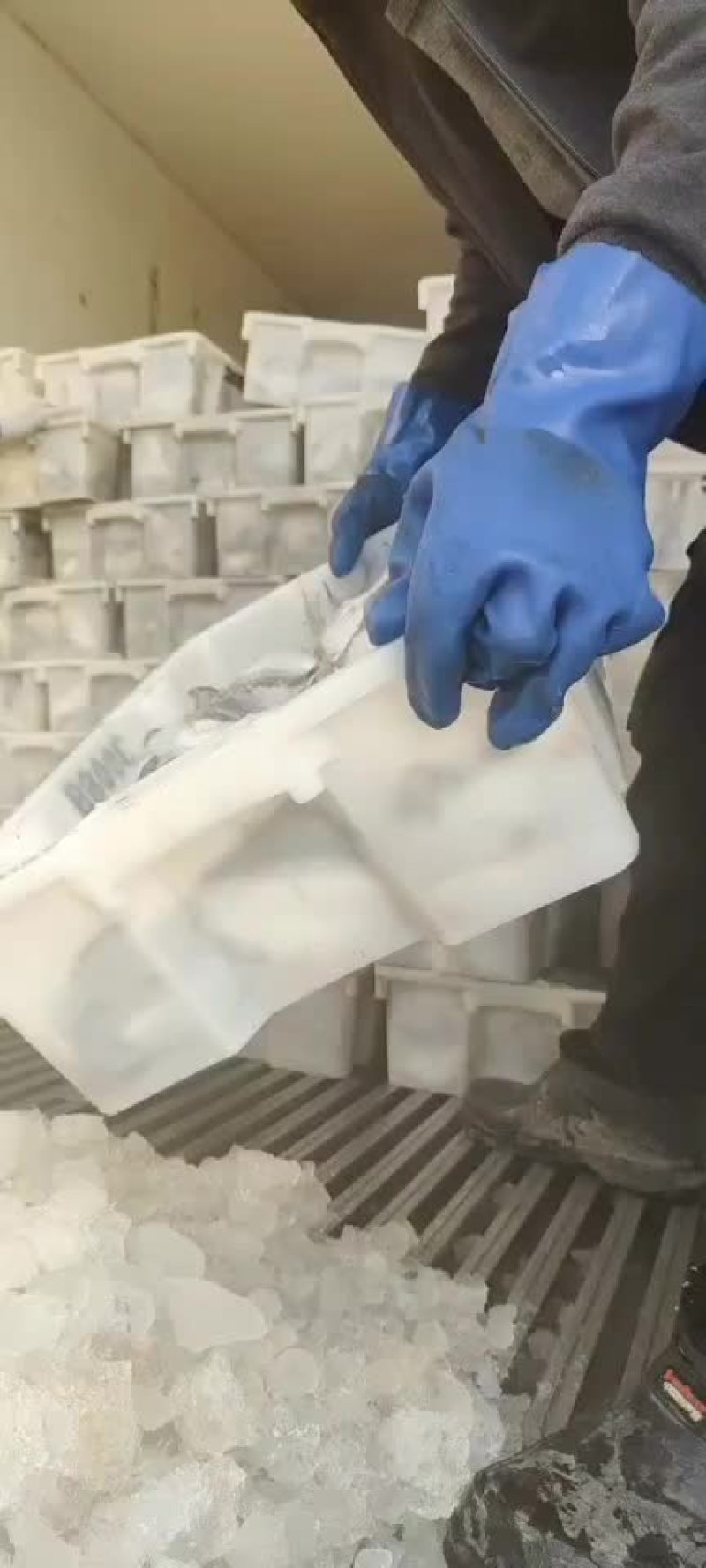 银鲳鱼大量上市价格超低白菜价质量嘎嘎硬