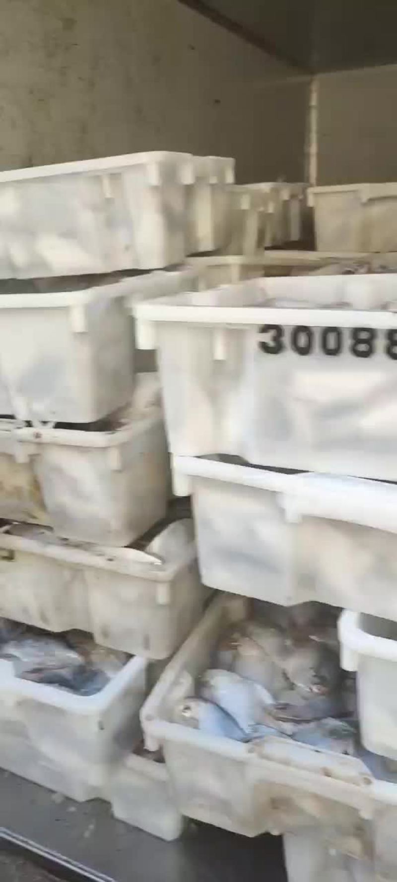 银鲳鱼大量上市价格超低白菜价质量嘎嘎硬