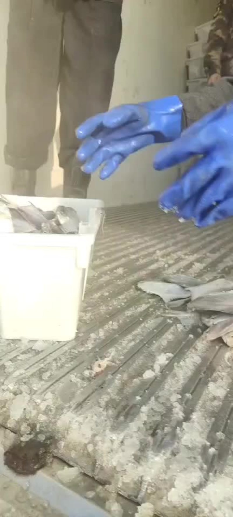 银鲳鱼大量上市价格超低白菜价质量嘎嘎硬