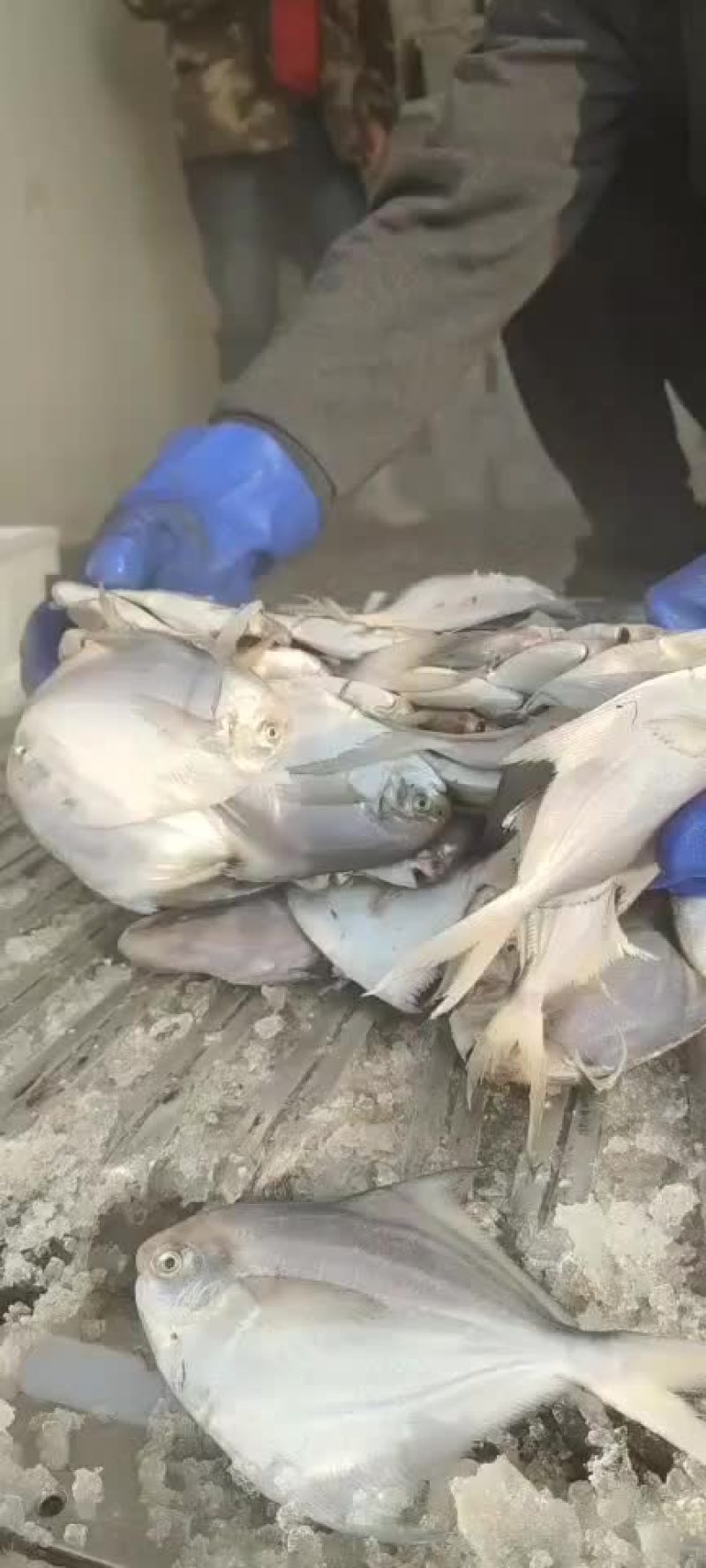 银鲳鱼大量上市价格超低白菜价质量嘎嘎硬