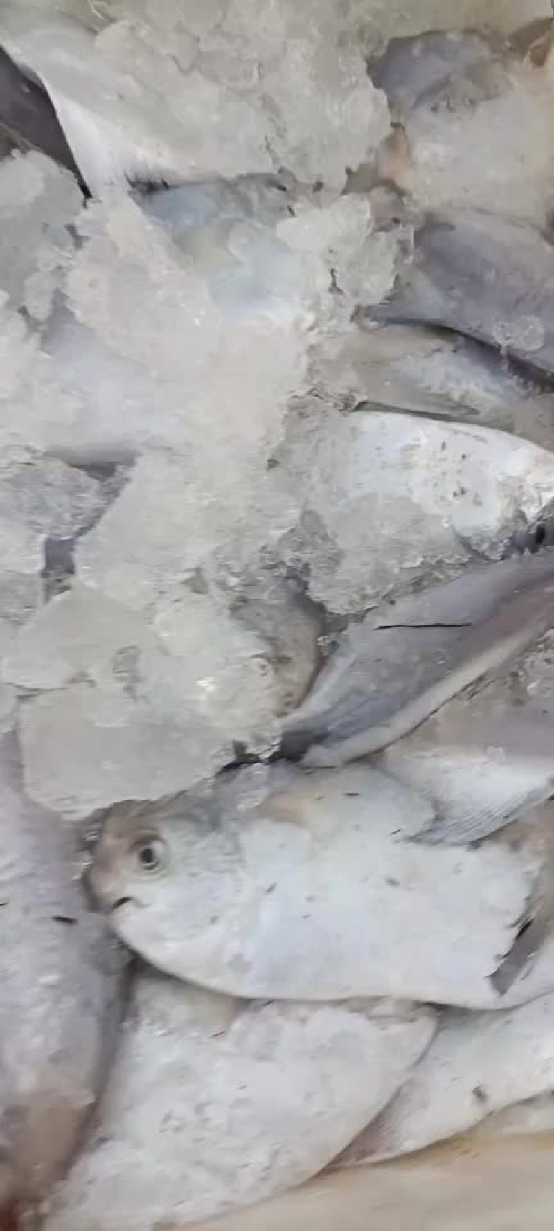 银鲳鱼大量上市价格超低白菜价质量嘎嘎硬
