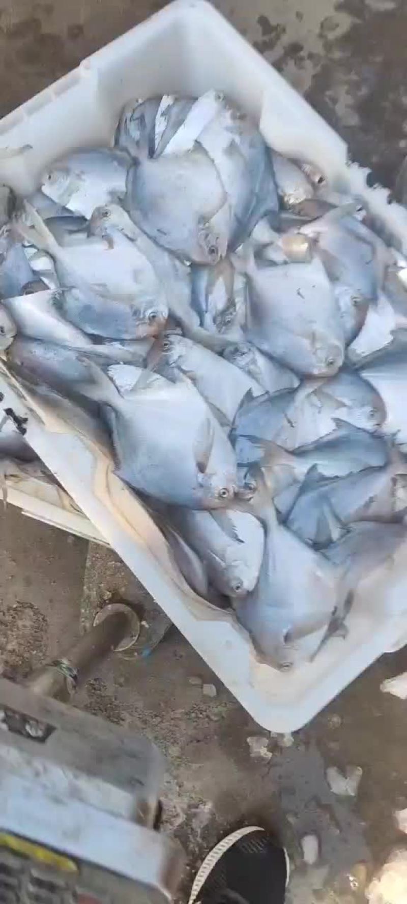 银鲳鱼大量上市价格超低白菜价质量嘎嘎硬