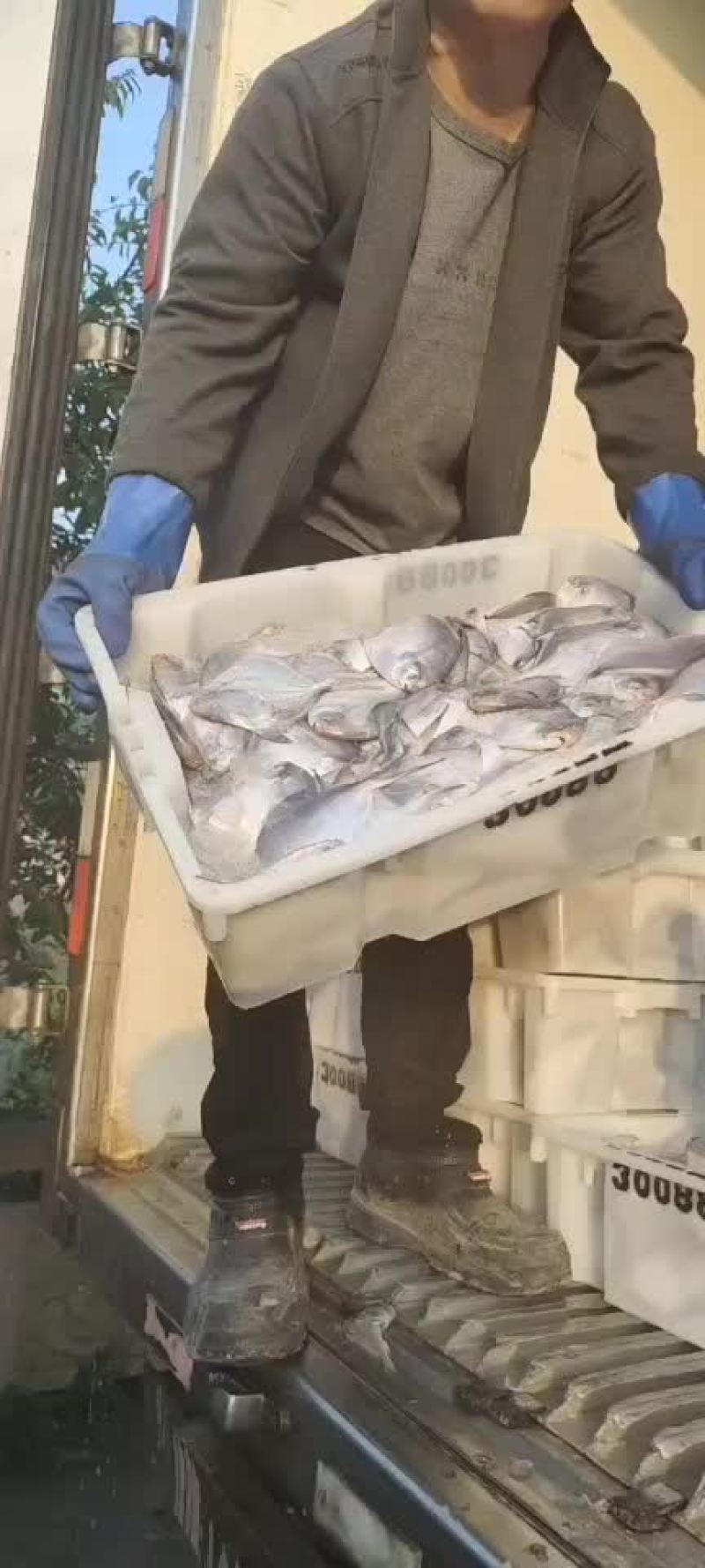 银鲳鱼大量上市价格超低白菜价质量嘎嘎硬