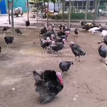 火鸡大量现货出售