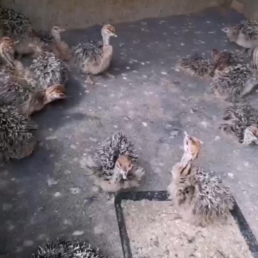 脱温鸵鸟苗大量现货批发