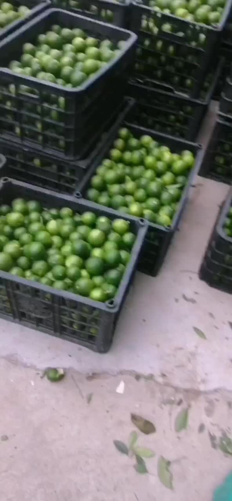 广西本地土柠檬大量有货，有需求的老板联系我