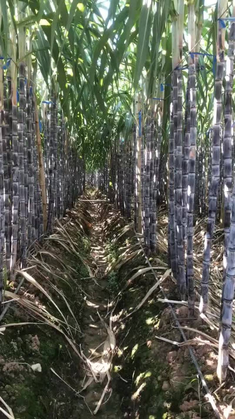西双版纳水果甘蔗西双版纳
