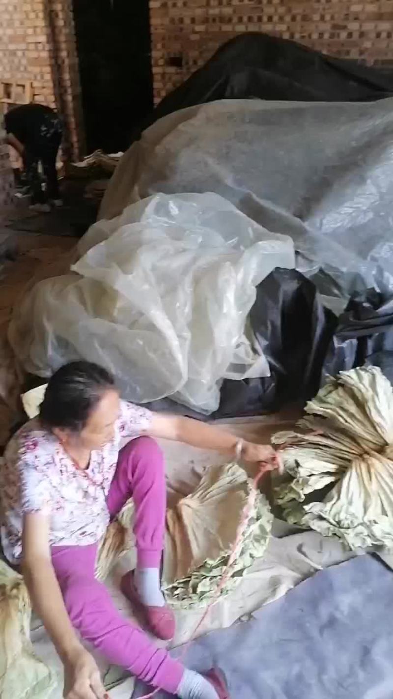 自己采摘质量保证的干荷叶中乔绿化