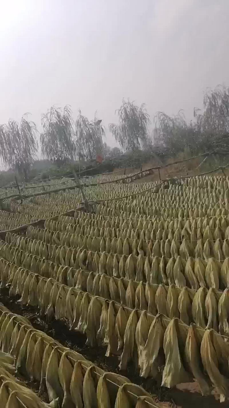 自己采摘质量保证的干荷叶中乔绿化