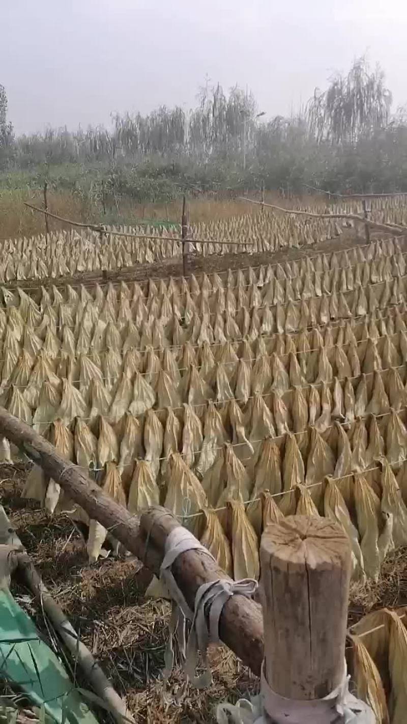 自己采摘质量保证的干荷叶中乔绿化
