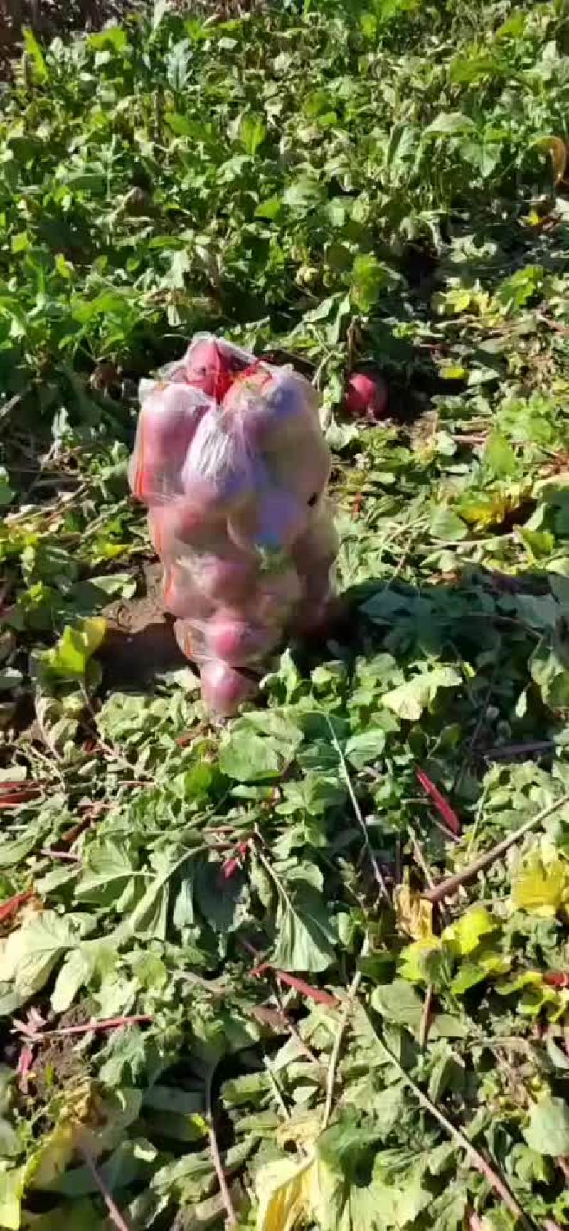 花牛