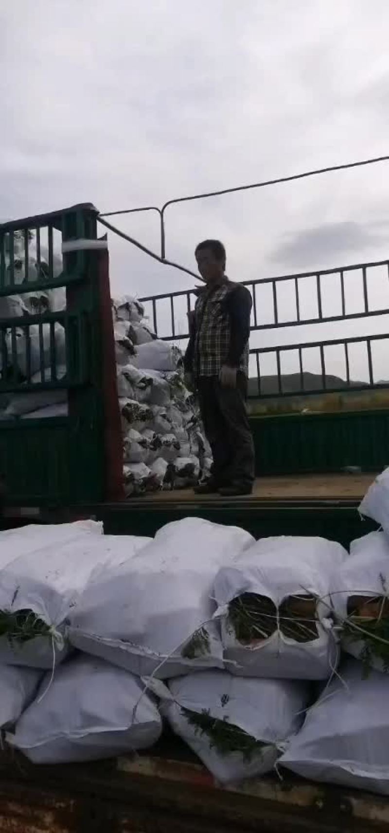 精品胡萝卜