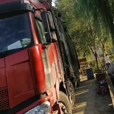 自己采摘质量保证的干荷叶中乔绿化
