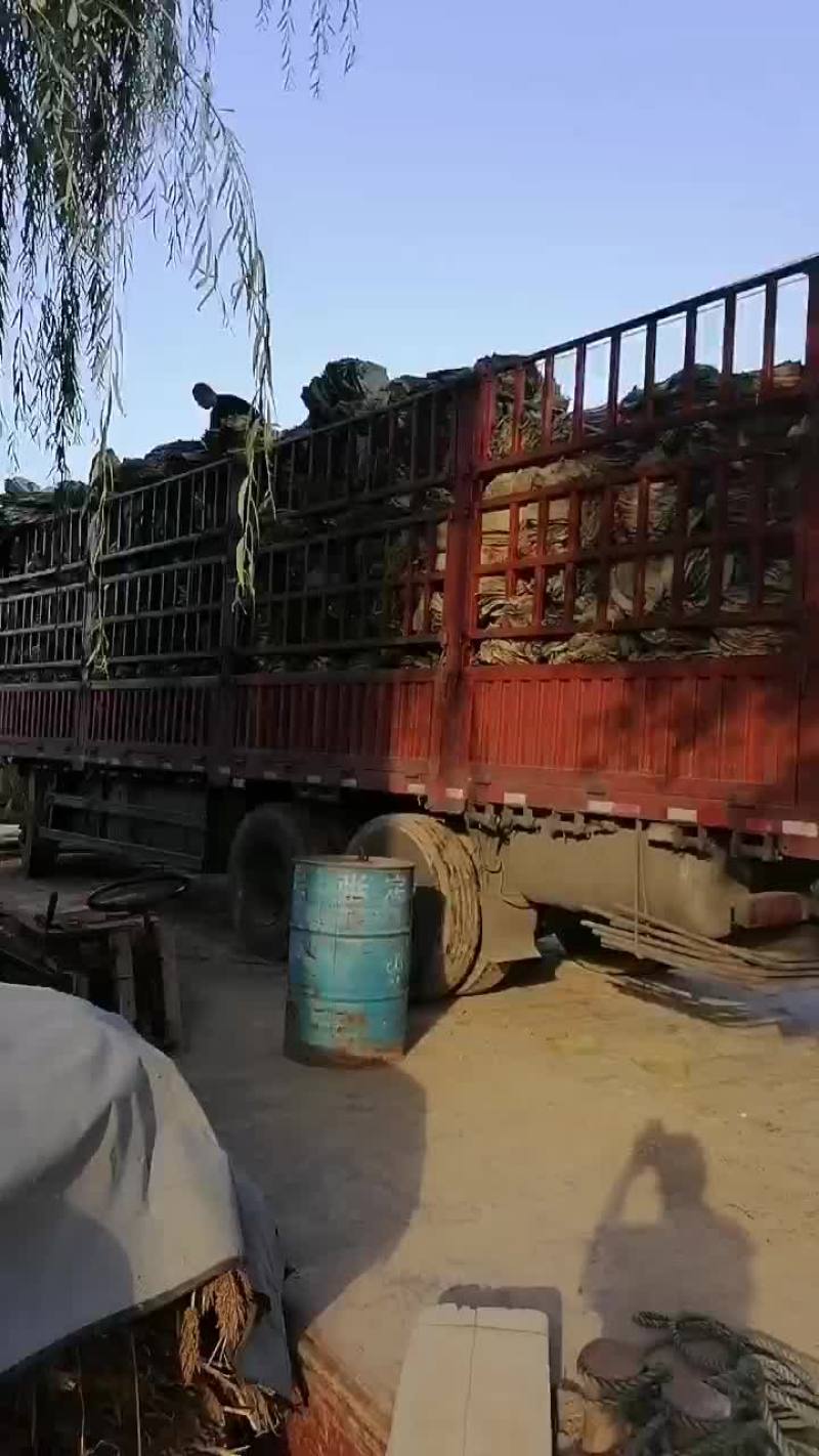 自己采摘质量保证的干荷叶中乔绿化