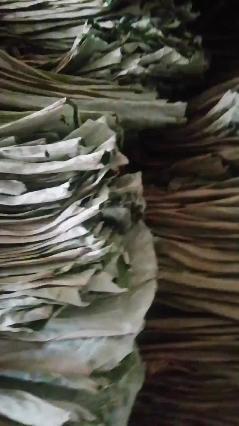 自己采摘质量保证的干荷叶中乔绿化