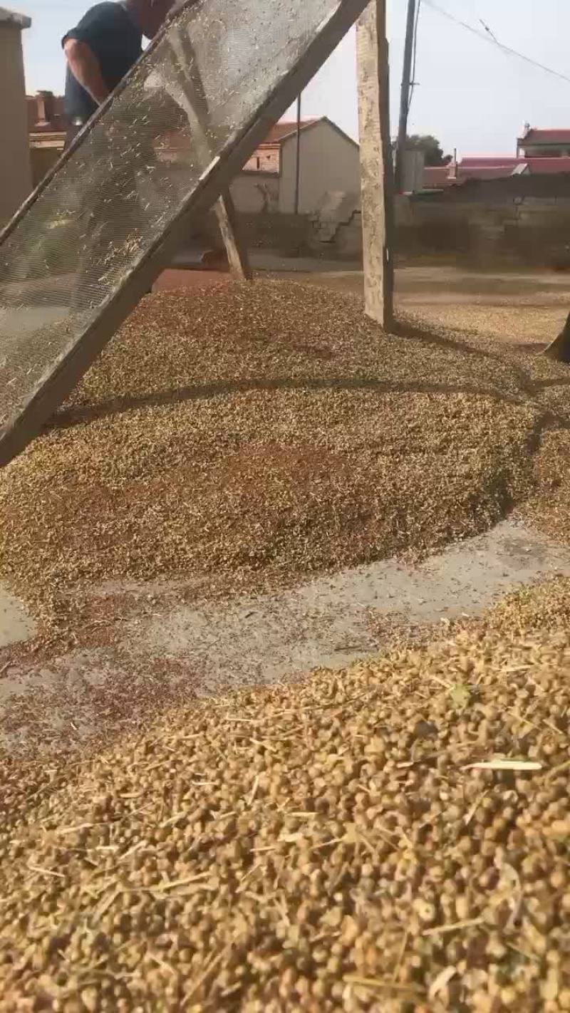 非常好的胡麻！