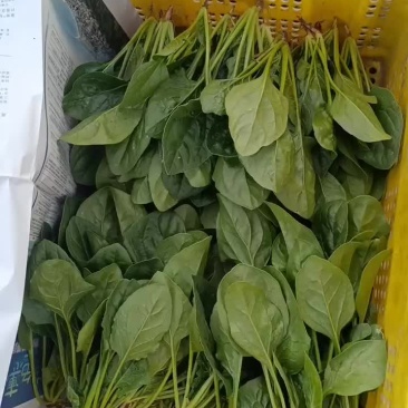 精品菠菜