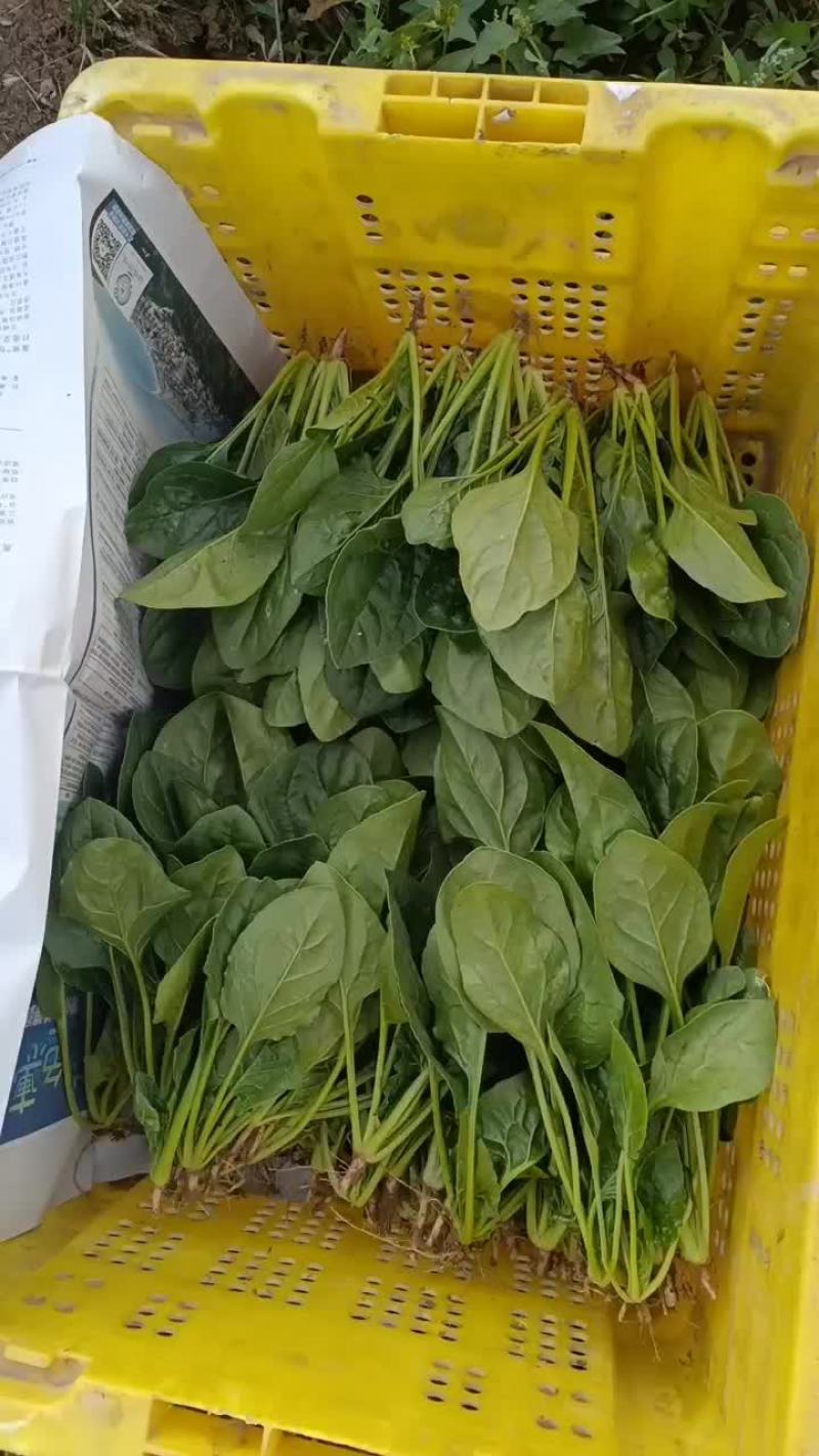 精品菠菜