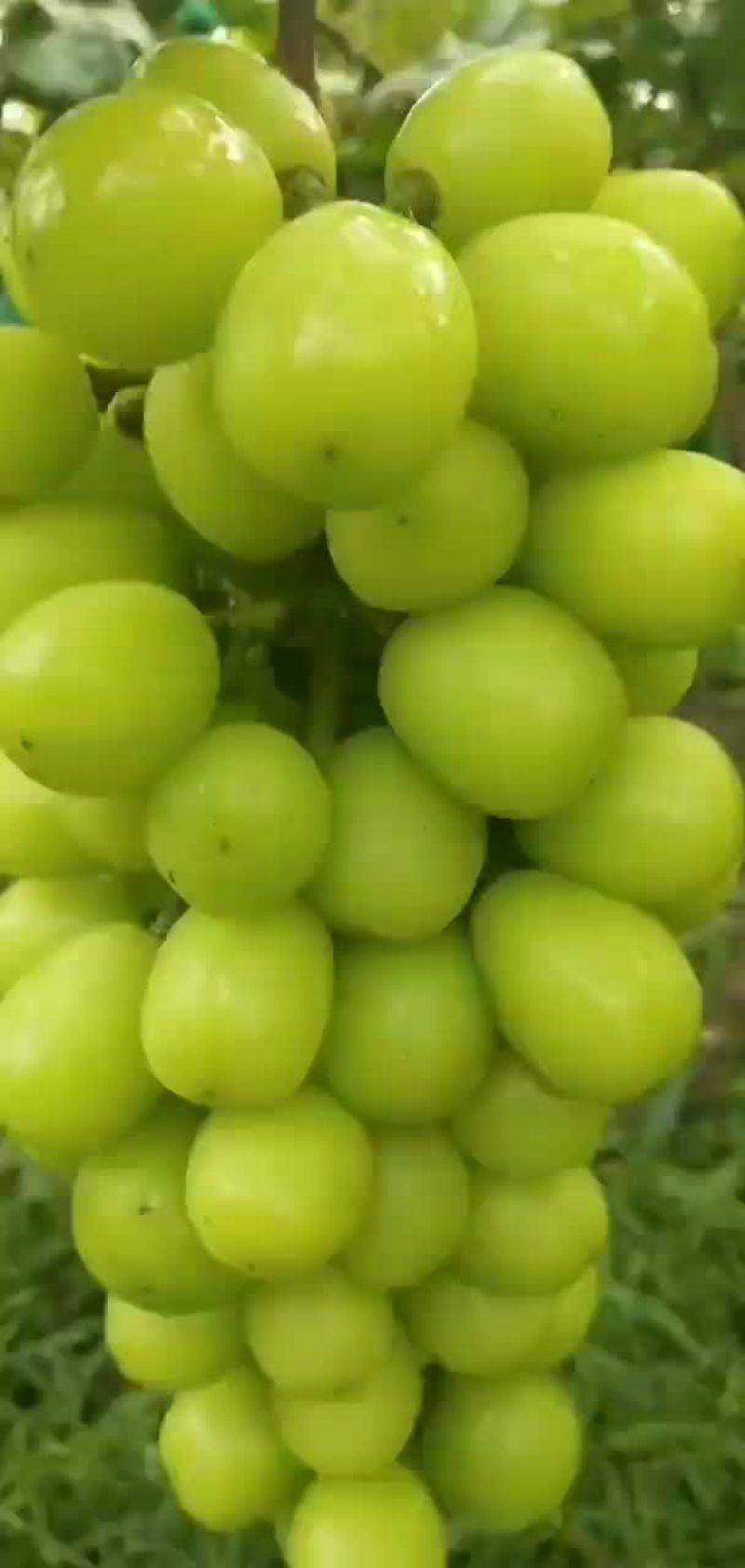 阳光玫瑰
