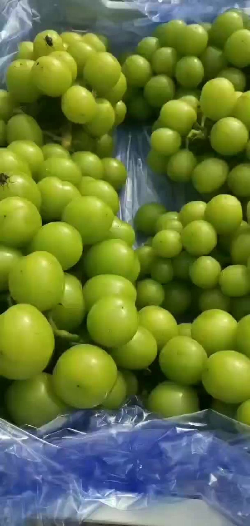 阳光玫瑰