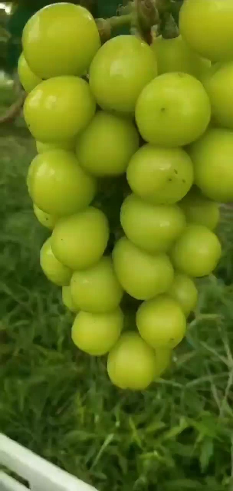 阳光玫瑰