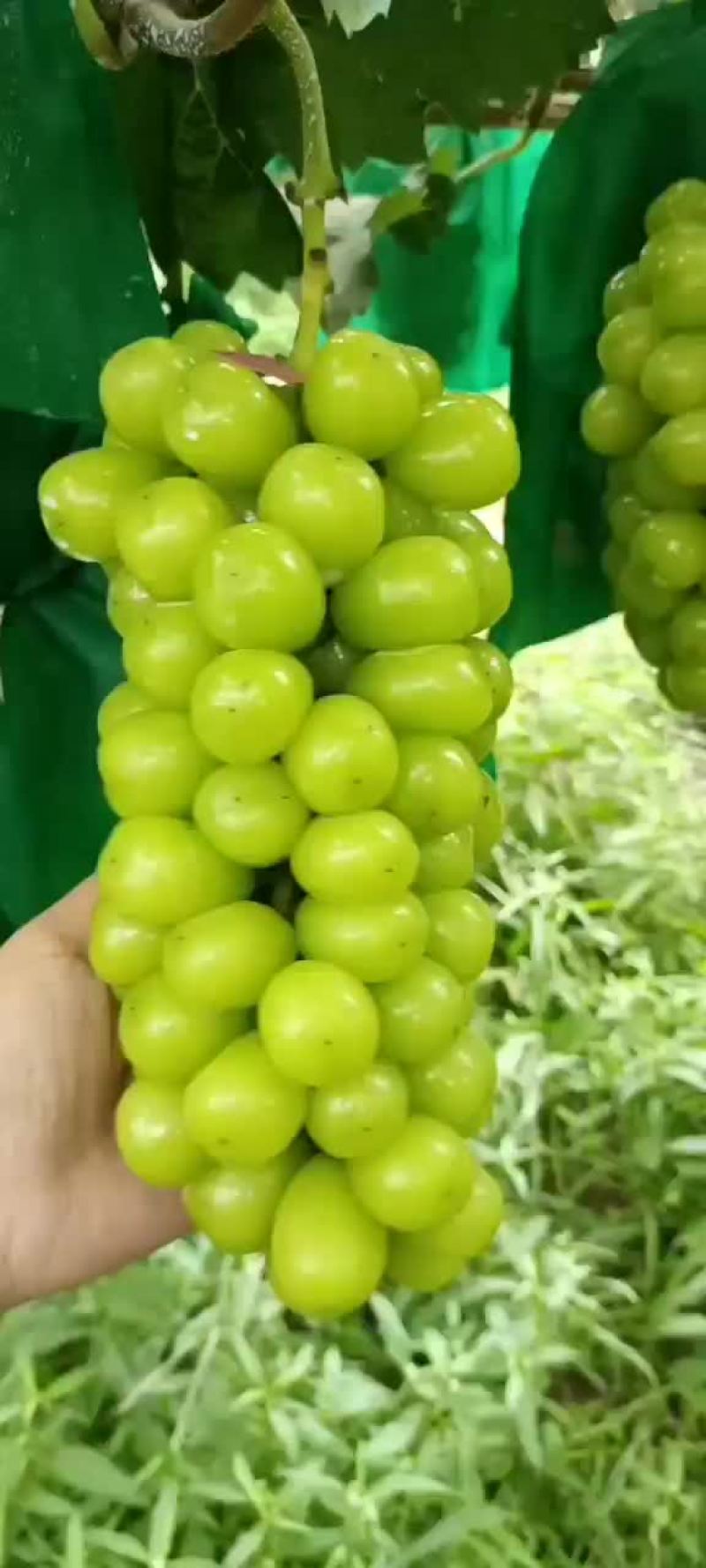 阳光玫瑰
