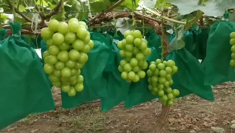 阳光玫瑰