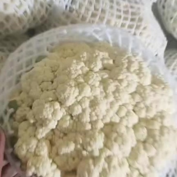 松花菜精品小米粒面白