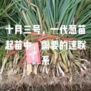 一代铁杆葱苗起苗发货