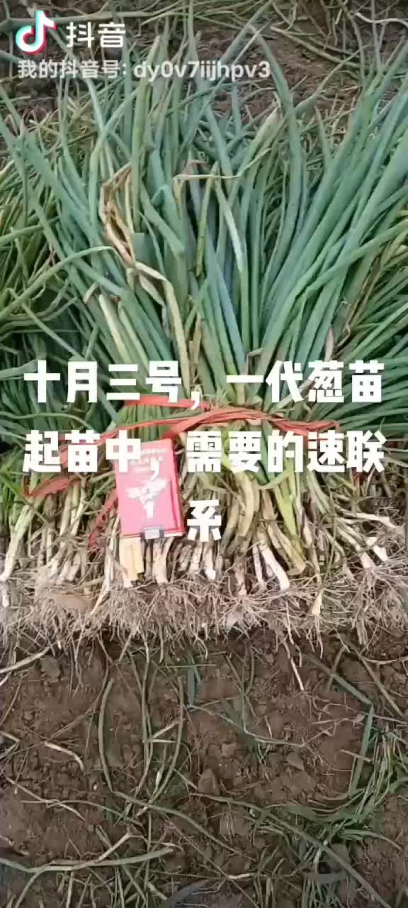 一代铁杆葱苗起苗发货