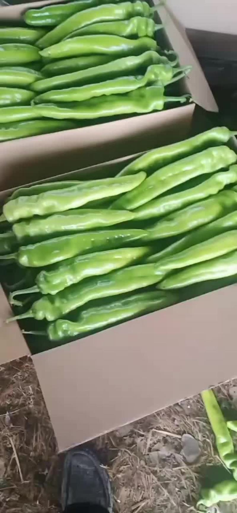 尖椒