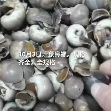 海螺