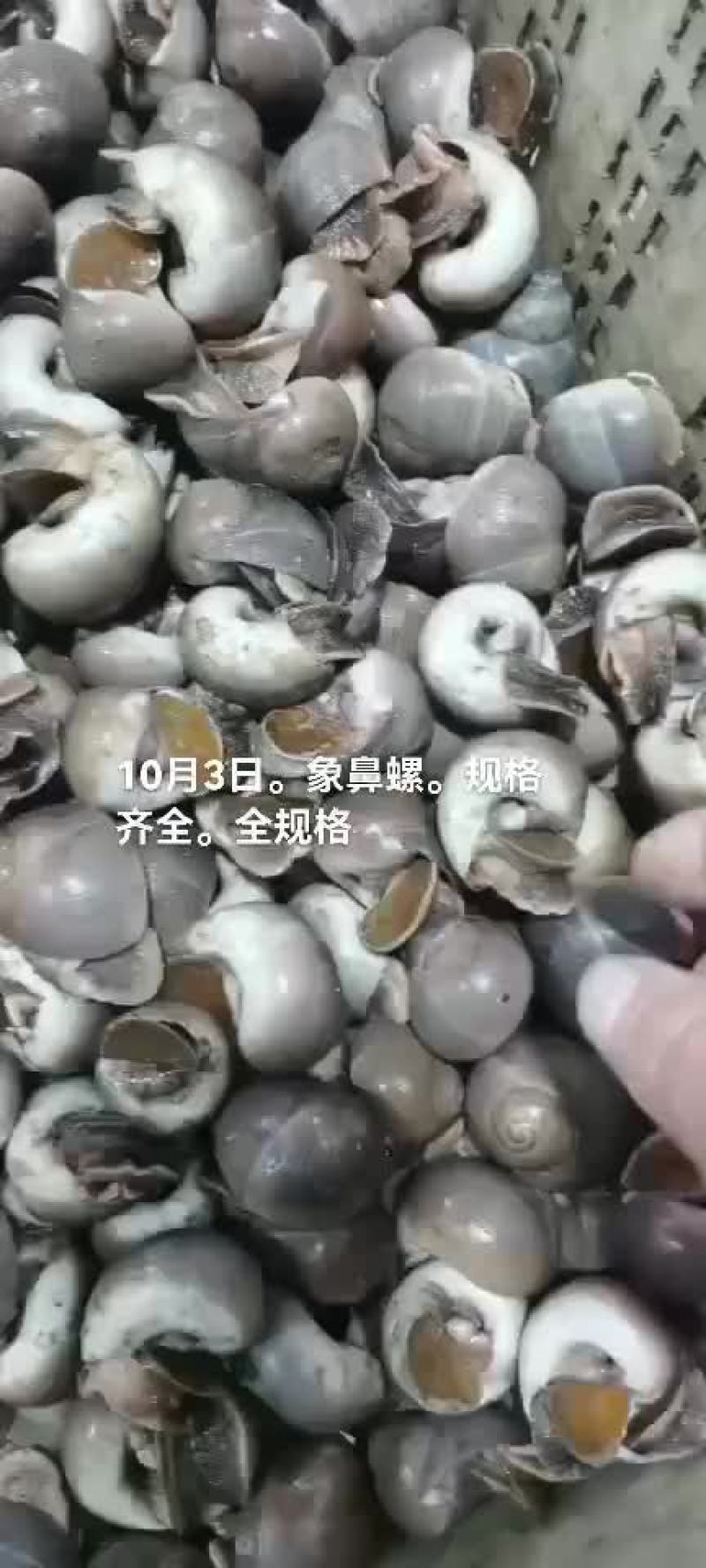 海螺