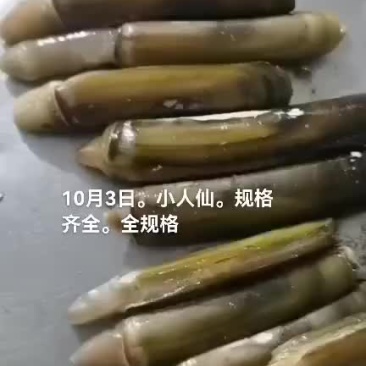 蛏子
