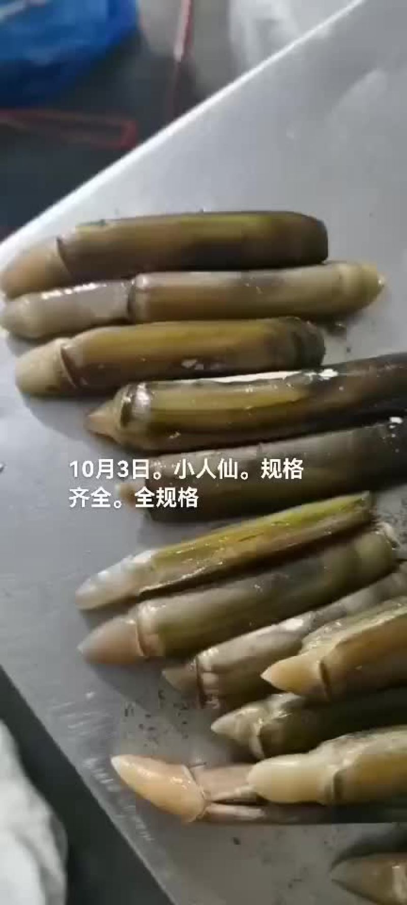 蛏子