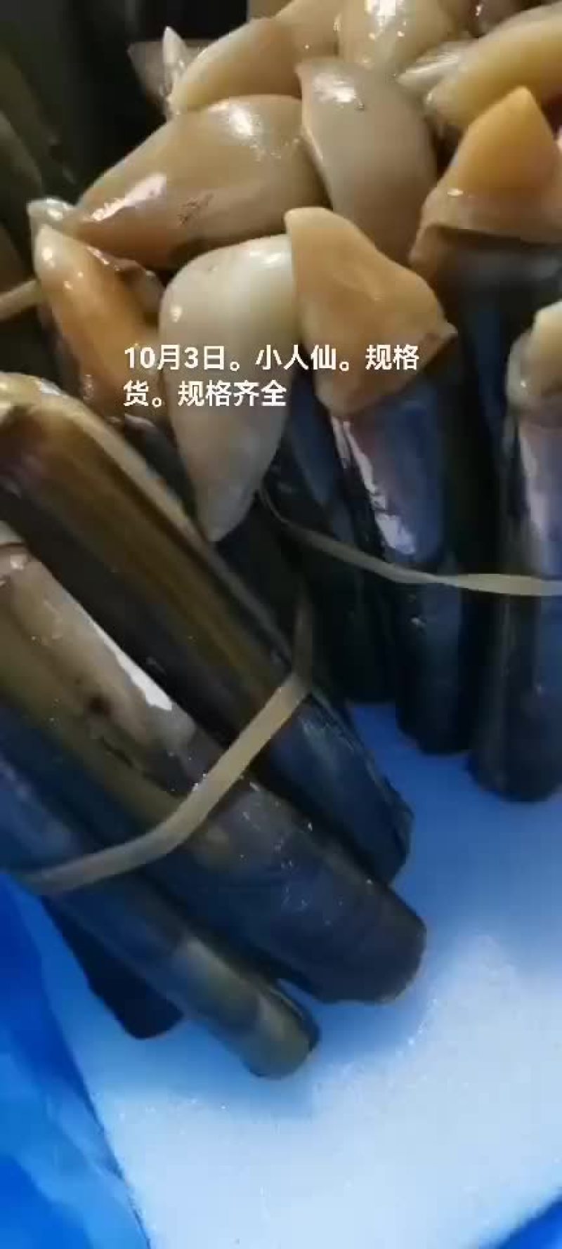 蛏子
