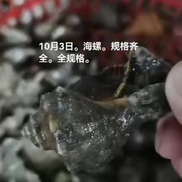 海螺