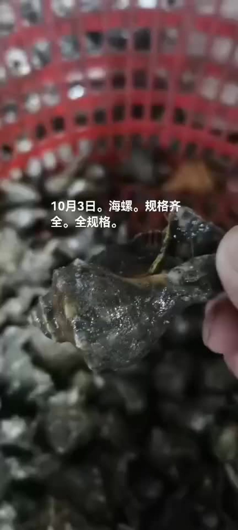 海螺