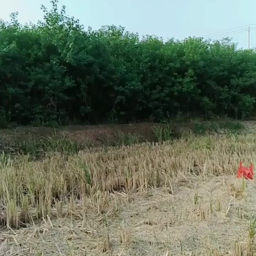 乌桕树苗