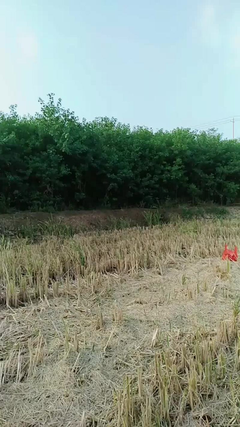 乌桕树苗