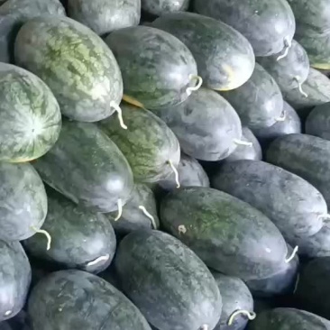 黑美人